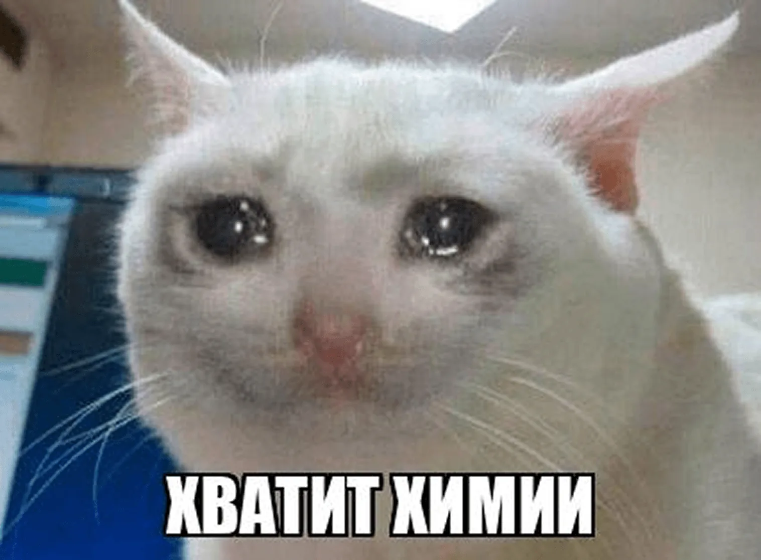 Заплаканный кот с подписью «хватит химии»
